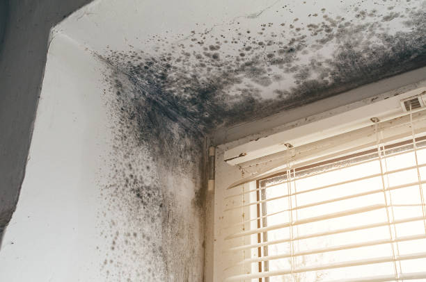 Affordable Mold Removal solutions in Hampton, VA